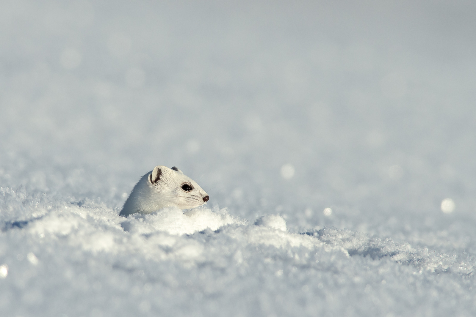 White Ermine 2